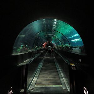 Shark tunnel, March 2015