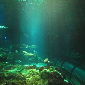 Main shark tank, March 2015