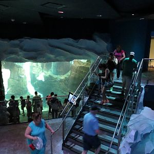 Underwater penguin viewing, March 2015