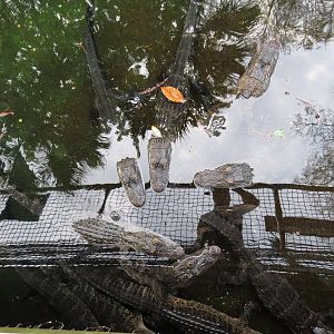 American alligators, March 2015