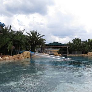 Commerson's dolphin tank from above - Aquatica Orlando, March 2015