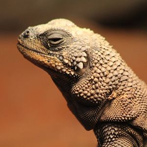 Chuckwalla