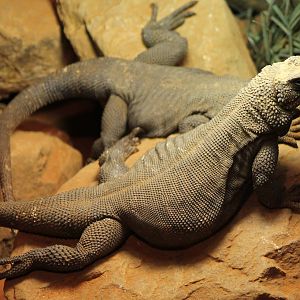 Chuckwallas