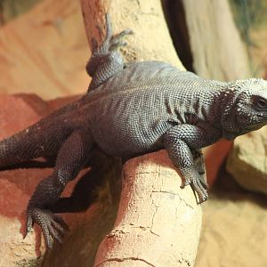 Chuckwalla