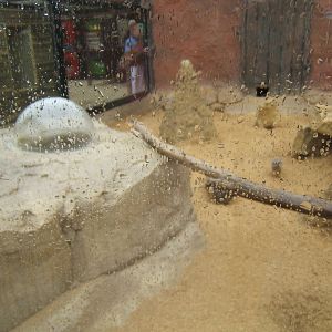 View of Meerkat enclosure