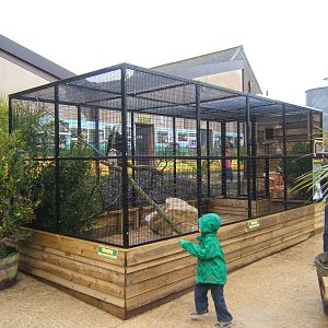 View of Kookaburra aviary