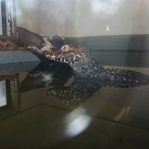 Cuvier`s Dwarf Caiman