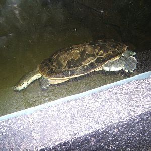 Argentine Side-necked Turtle (Phrynops hilarii)