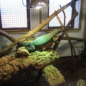 Lace Monitor