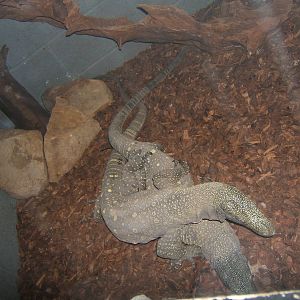 Crocodile Monitor`s mating