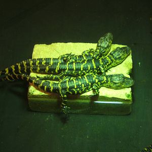 Young American Alligator`s