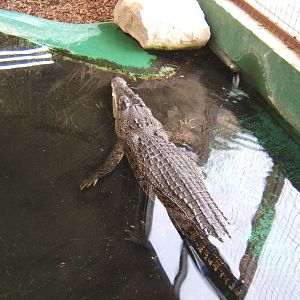 Salt Water Crocodile