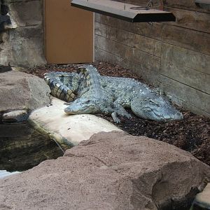 Siamese Crocodiles