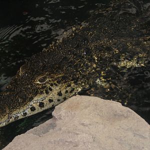 Cuban crocodile