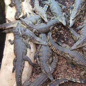South African Nile Crocodiles