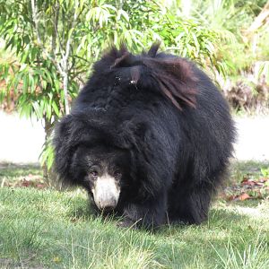 Sloth bear, March 2015