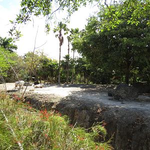 Arabian oryx enclosure, March 2015