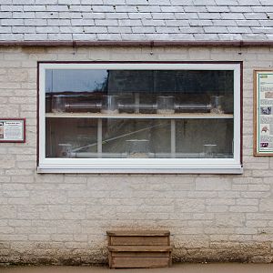 Naked mole-rat (exhibit) : Cotswold WP : 26 Mar 2015