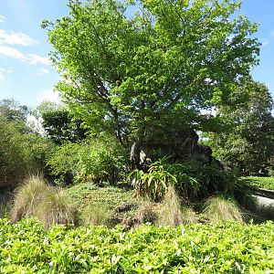 Lesser spot-nosed guenon enclosure, March 2015