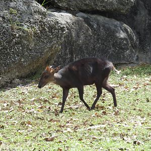 Black duiker, March 2015