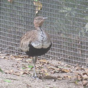 Buff-crested bustard, March 2015