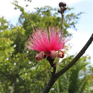 Shaving brush tree flower, March 2015