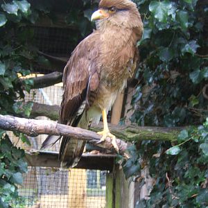 Chimango Caracara