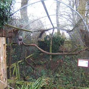 View of Great Grey Owl Aviary