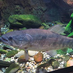 Wolffish - Amazon and beyond, March 2015