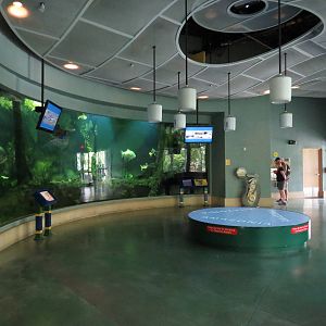 Giant fish tank - Amazon and beyond, March 2015