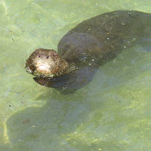 Emotional giant otter - Amazon and beyond, March 2015