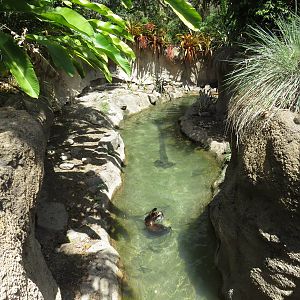 Lower part of giant otter exhibit  - Amazon and beyond, March 2015