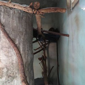 Inside the douroucouli enclosure - Amazon and beyond, March 2015