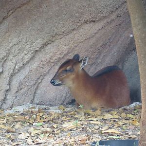 Bay duiker, March 2015