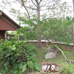 Crocodile monitor enclosure, March 2015