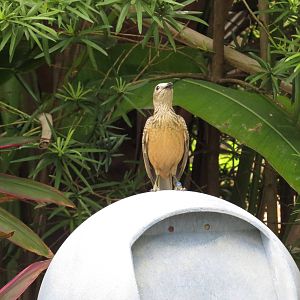 Fawn-breasted bowerbird, March 2015