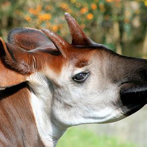 Okapi; London Zoo; 5th April 2015