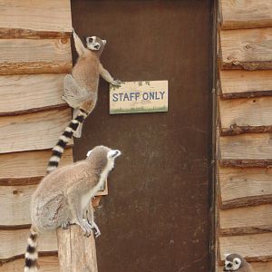 Ring Tailed Lemur