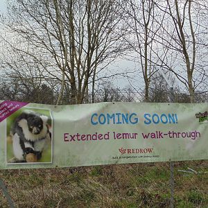 Black and White Ruffed Lemur