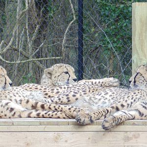 Centeral African Cheetah (Acinonyx Jubatus Sommeringii)