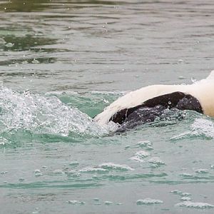 Common eider : Whipsnade : 14 Mar 2015
