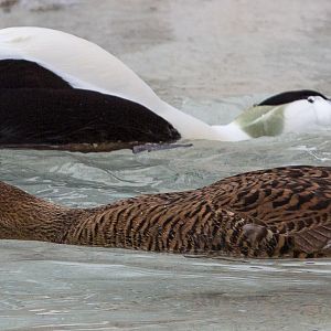 Common eider : Whipsnade : 14 Mar 2015