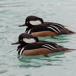 Hooded merganser : Whipsnade : 14 Mar 2015