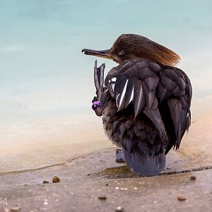 Hooded merganser : Whipsnade : 14 Mar 2015