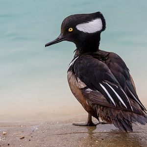 Hooded merganser : Whipsnade : 14 Mar 2015