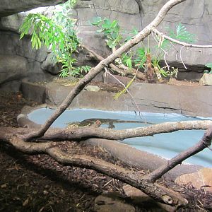 Burgers' Rimba - Water monitor enclosure