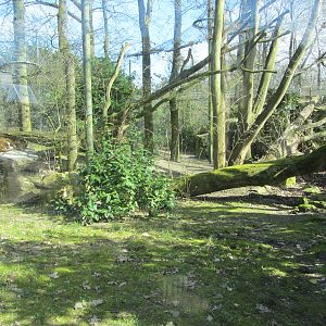 Burgers' Rimba - Sri Lankan leopard enclosure