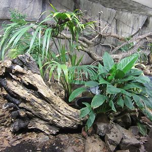 Burgers' Rimba - Reticulated python enclosure