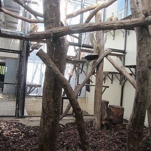 Burgers' Rimba - Pig-tailed macaque indoors