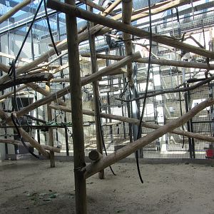 Burgers' Rimba - Leaf monkey/gibbon indoors